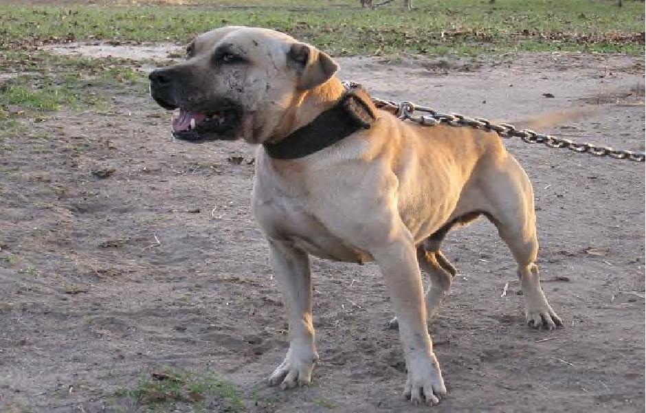 Jeep redboy pitbull